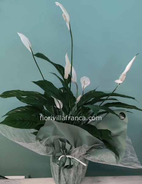Pianta di Spathiphillum fiorita confezionato h.50/60cm ca