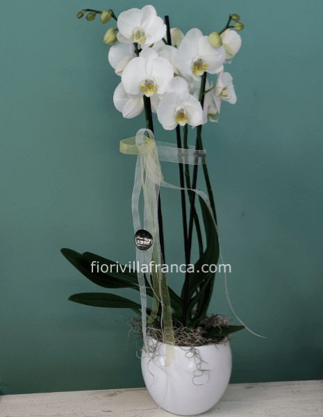 Pianta di Phaleonopsis diversi colori a richiesta.