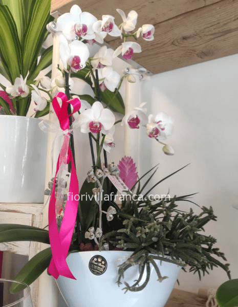 Composizione piante miste con ceramica neutra